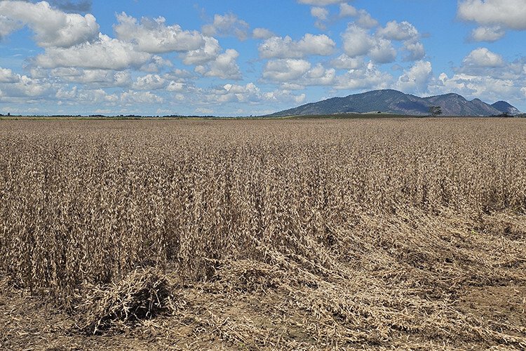 Campos é maior produtor de soja do interior do estado