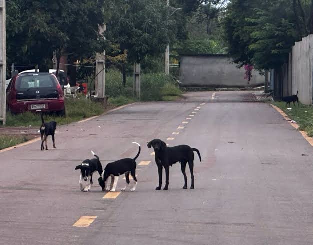 Estado do RJ cria semana para preservar vida de animais